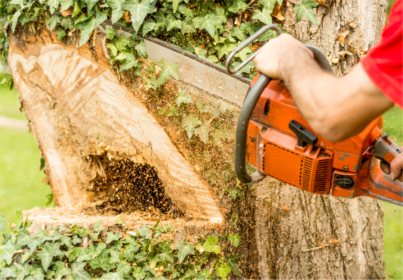 A man is cutting a tree with a chainsaw.