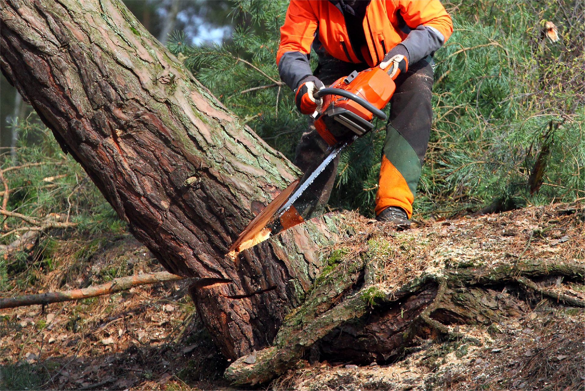 A man is cutting a tree with a chainsaw.