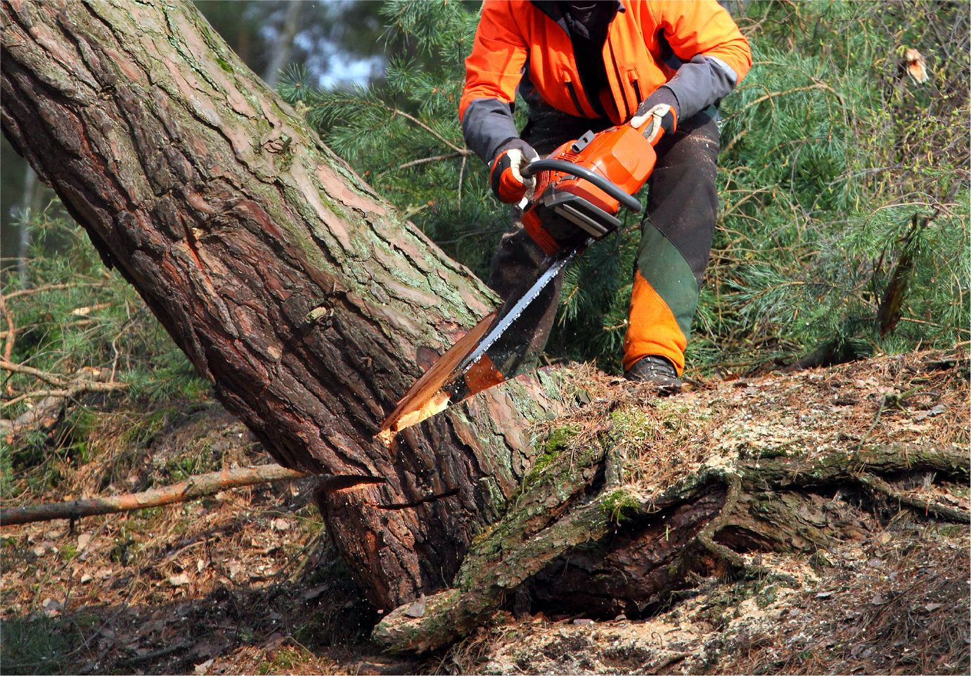A man is cutting a tree with a chainsaw.