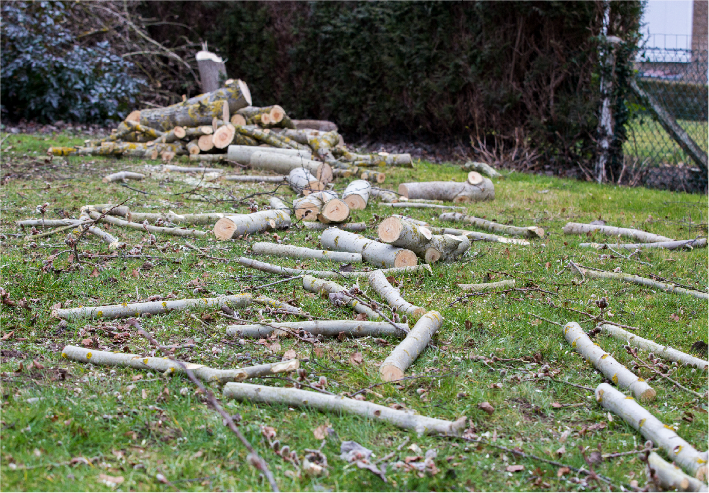 A pile of logs laying on the grass in a yard.