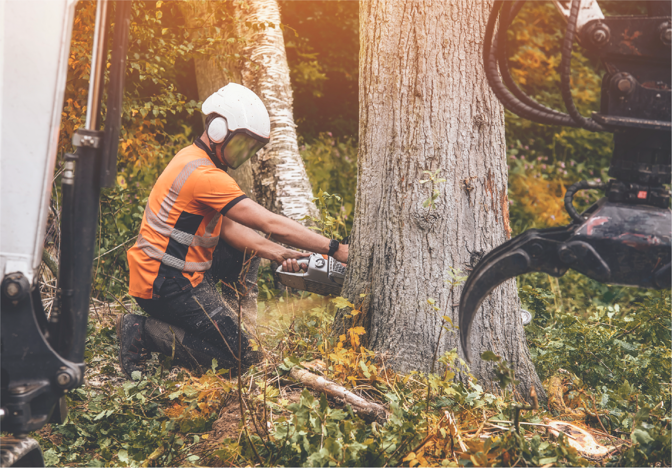 A man is cutting a tree with a chainsaw in the woods.
