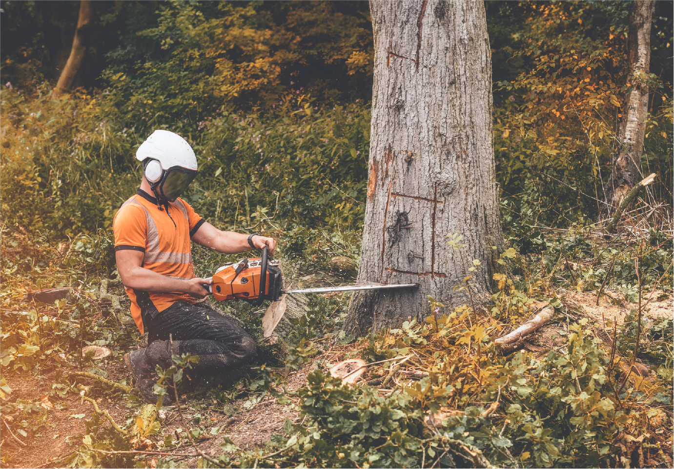 A man is cutting a tree with a chainsaw in the woods.