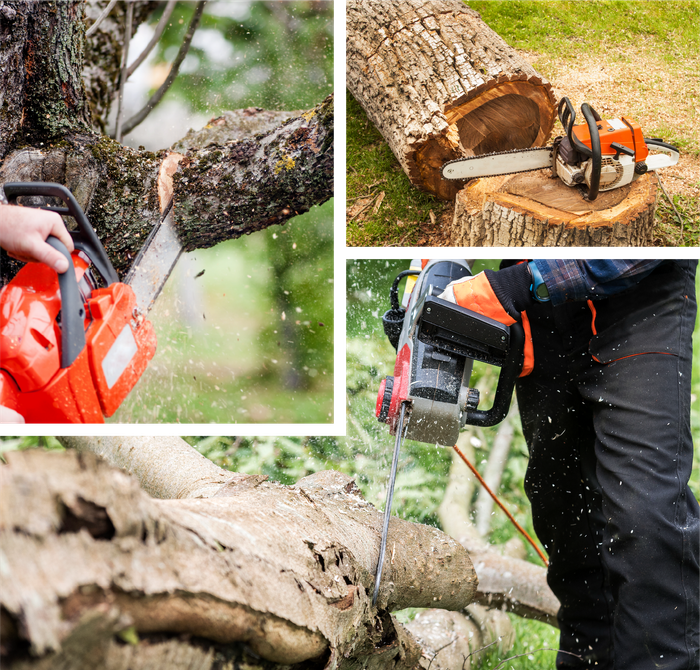 A person is cutting a tree with a chainsaw