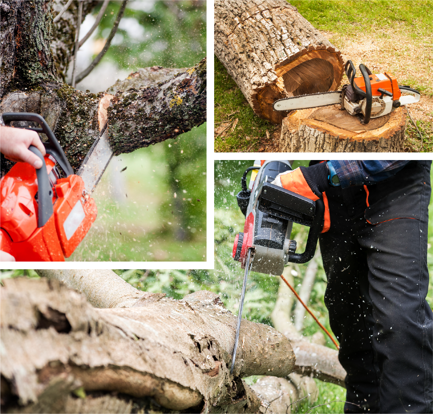 A person is cutting a tree with a chainsaw.