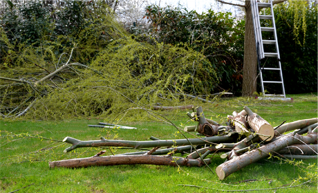 A pile of logs is sitting in the grass next to a ladder.