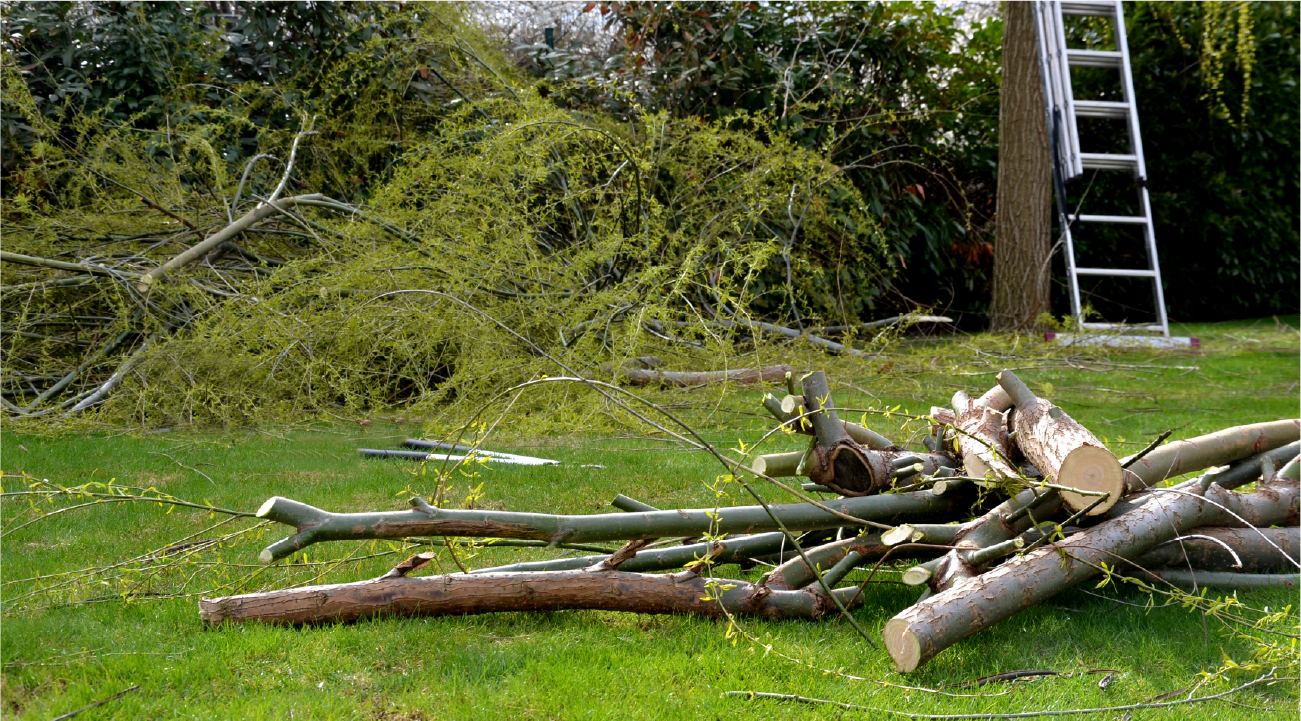 A pile of logs sitting on top of a lush green lawn next to a ladder.