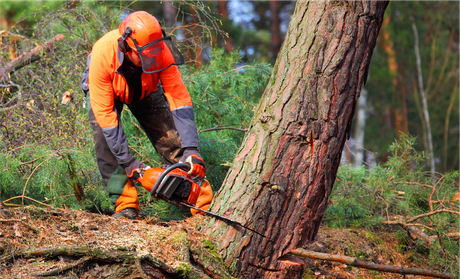 A man is cutting a tree with a chainsaw in the woods.