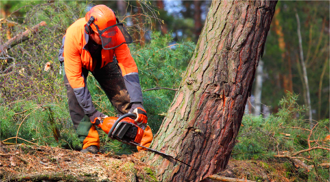 A man is cutting a tree with a chainsaw in the woods.
