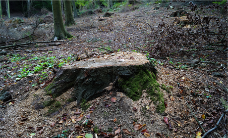 A tree stump in the middle of a forest with moss on it.