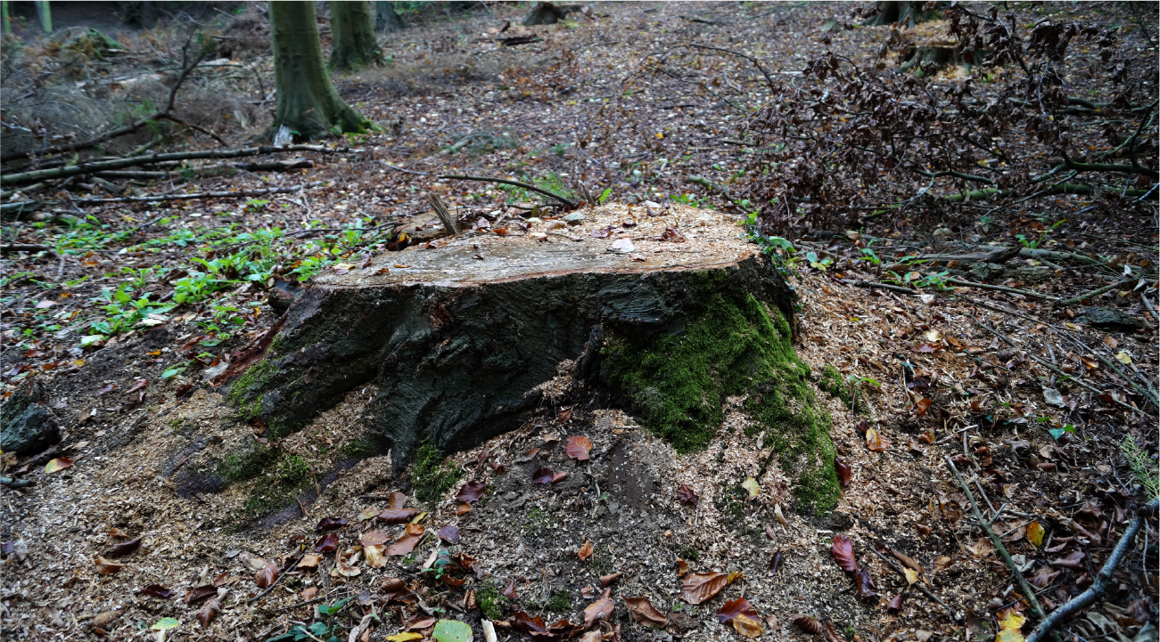 A large tree stump in the middle of a forest.