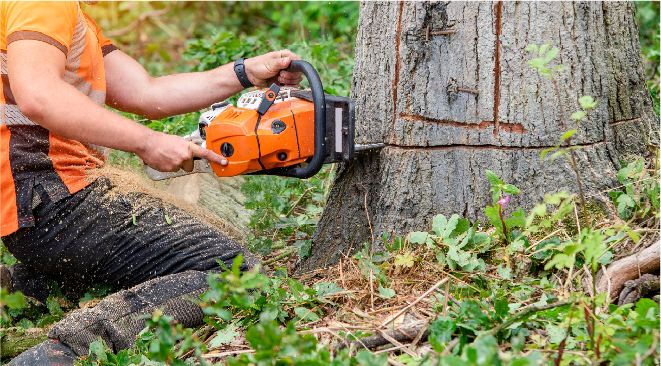 A man is cutting a tree with a chainsaw.