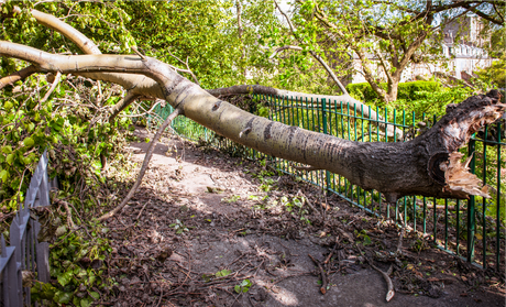 A tree that has fallen over a fence in a park.