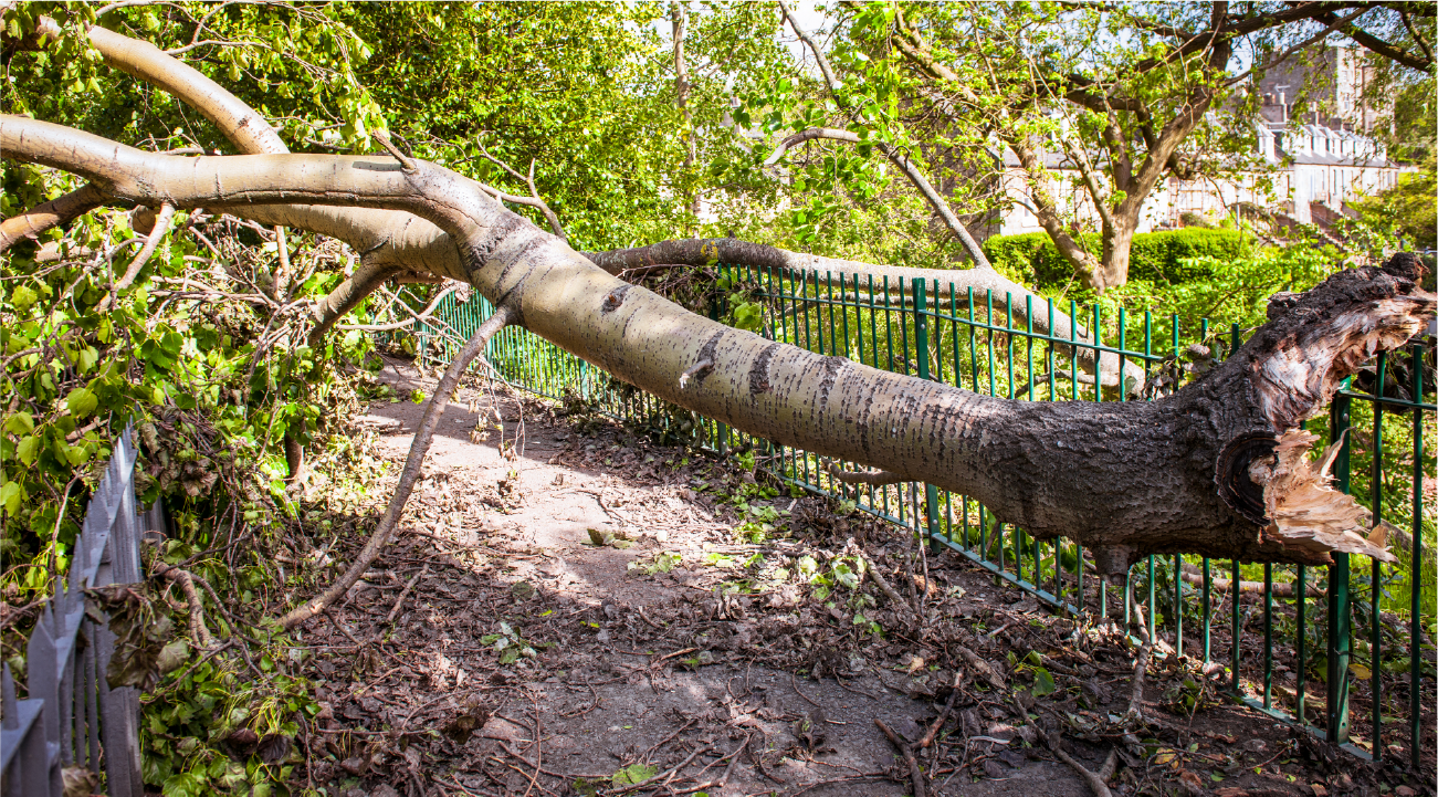 A tree that has fallen over a fence in a park.