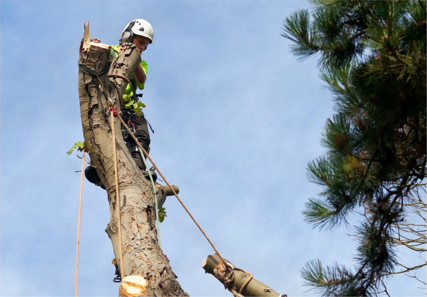 A man is climbing a tree with a chainsaw.