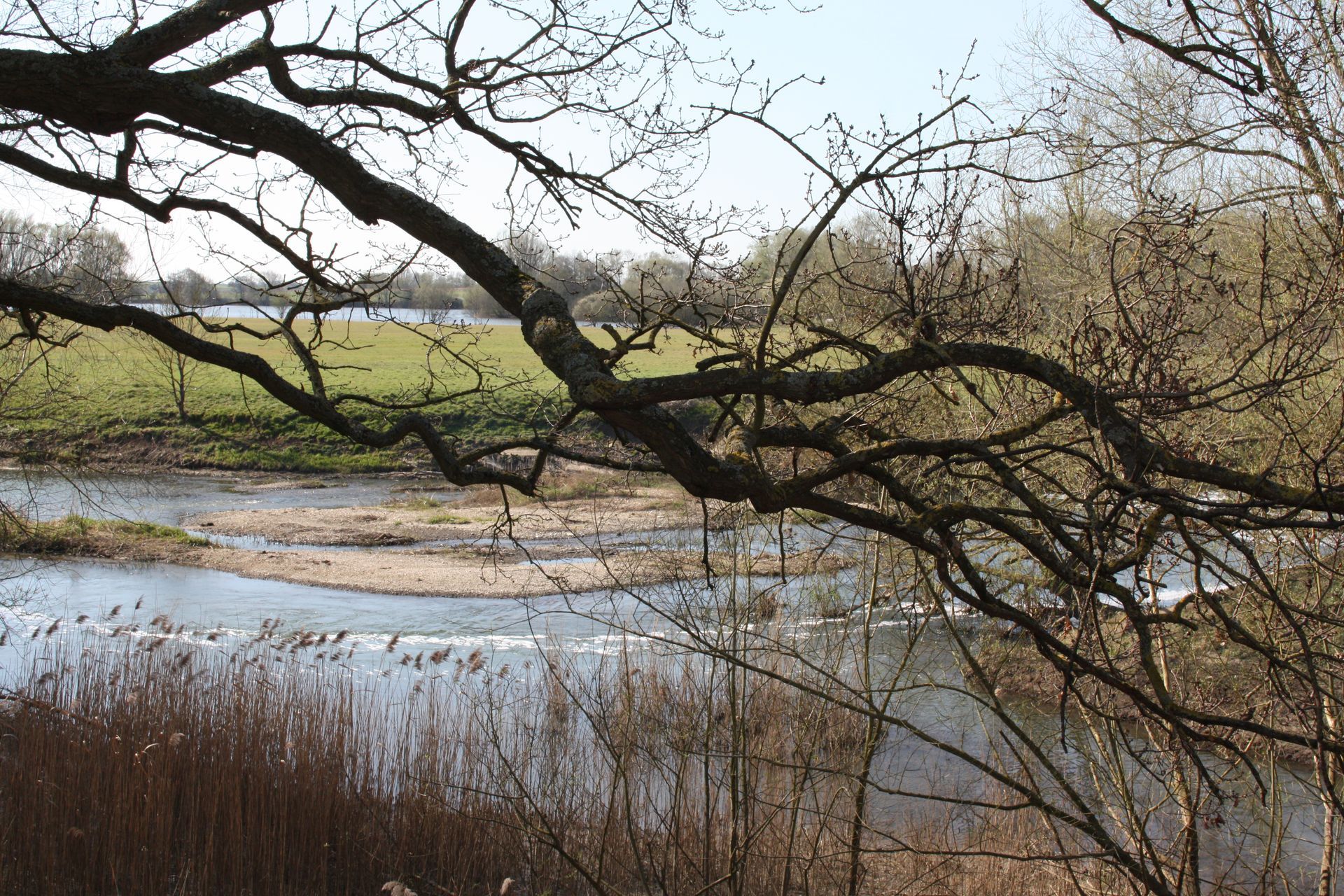 River scene with bare tree branches in foreground, green field and sky in background.