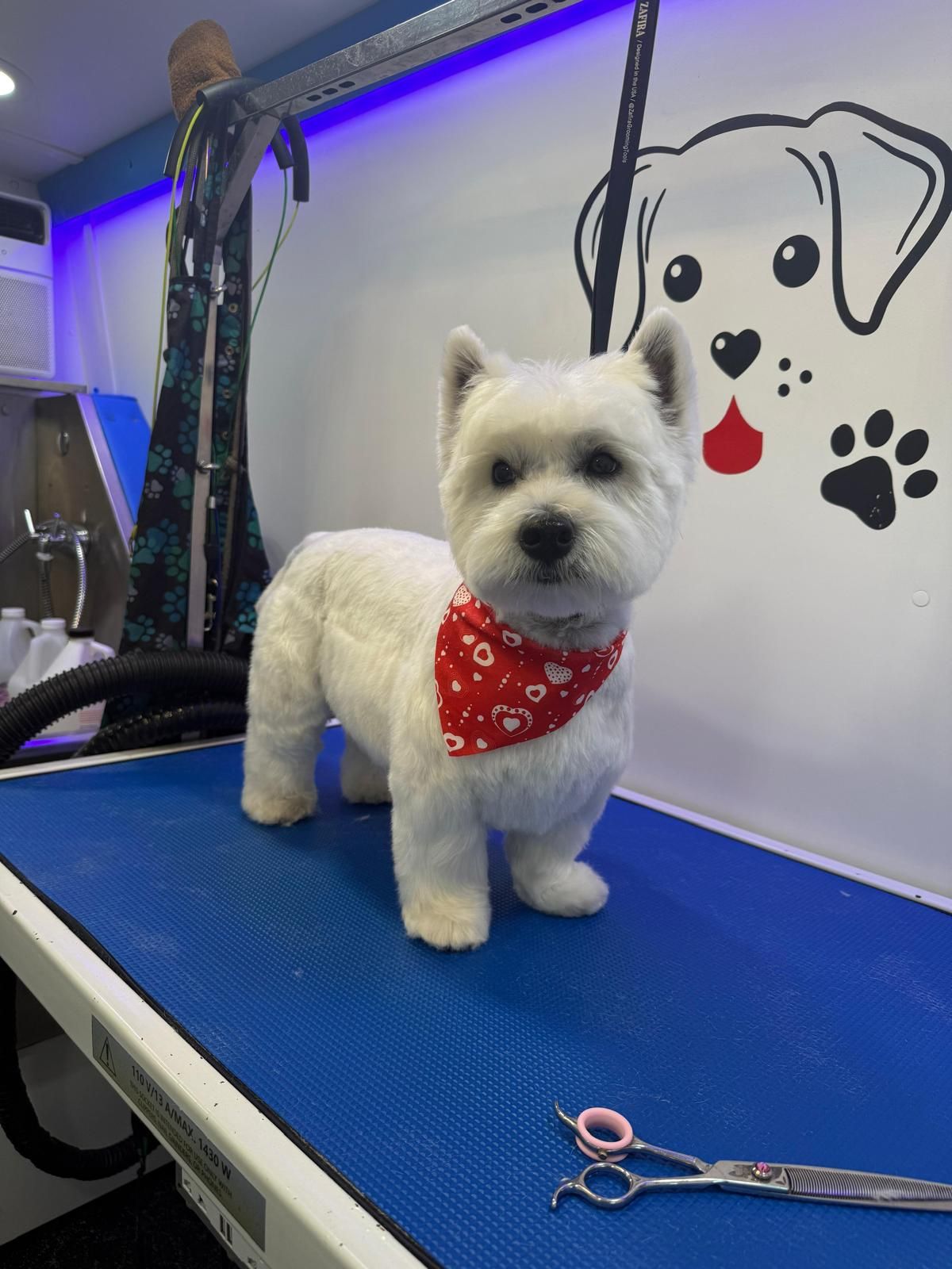 Groomed Westie with red bandana