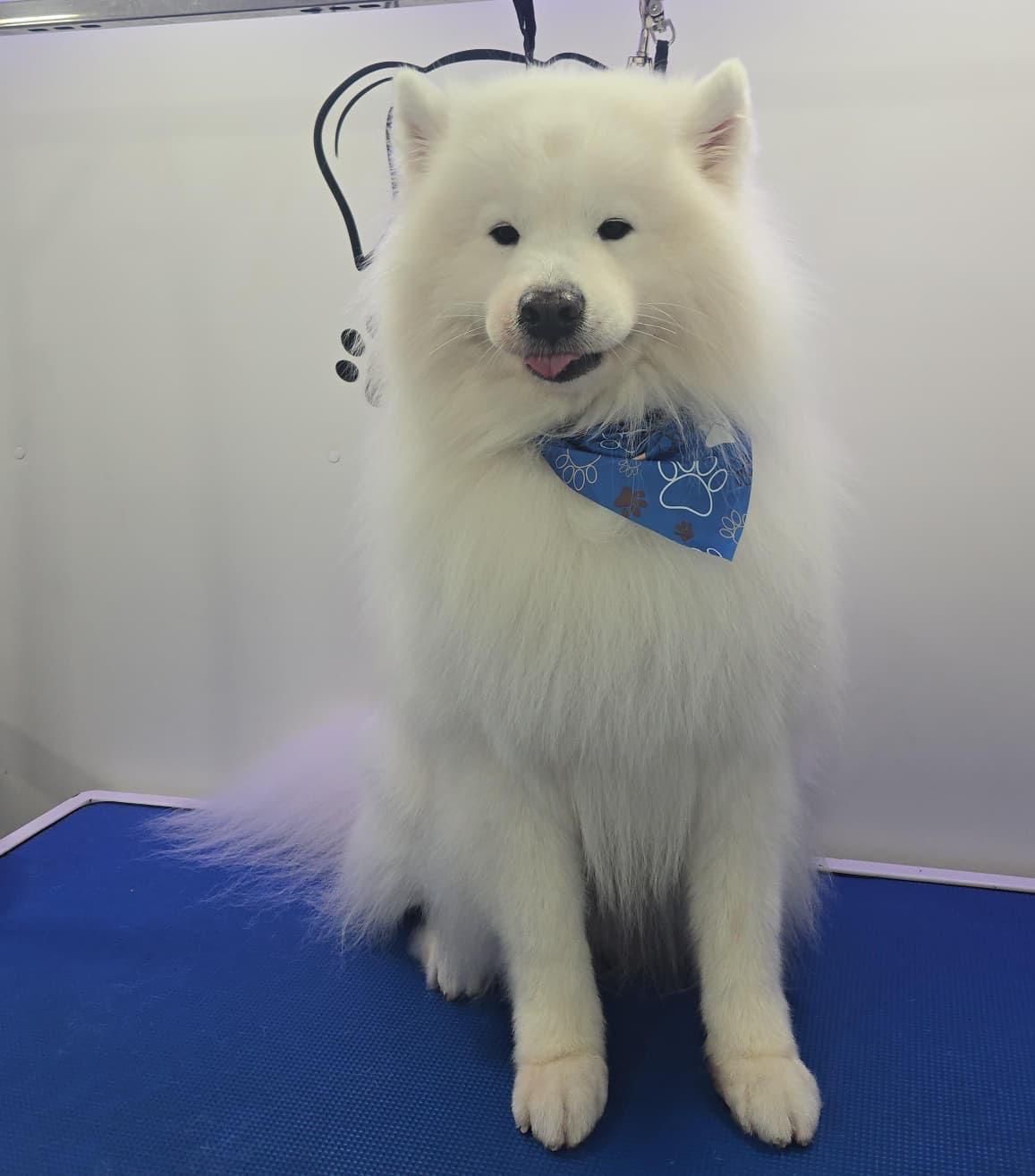 Groomed Samoyed