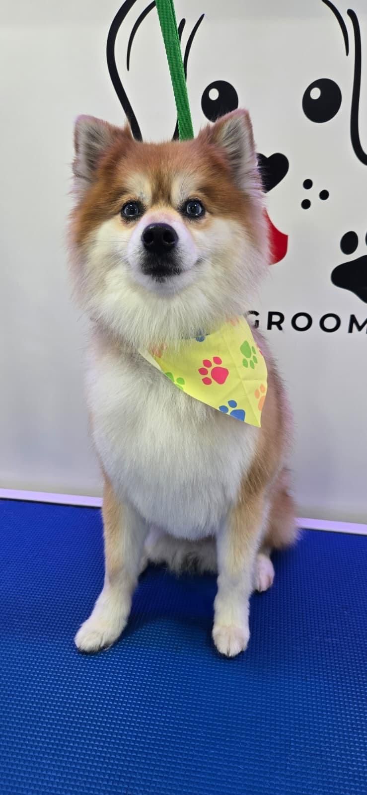 Groomed Pomeranian with yellow bandana