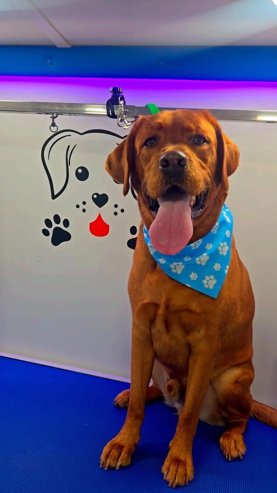 Groomed dog with blue bandana
