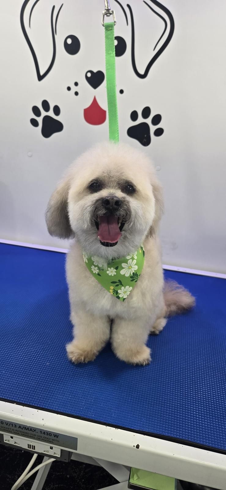 Groomed Shih Tzu