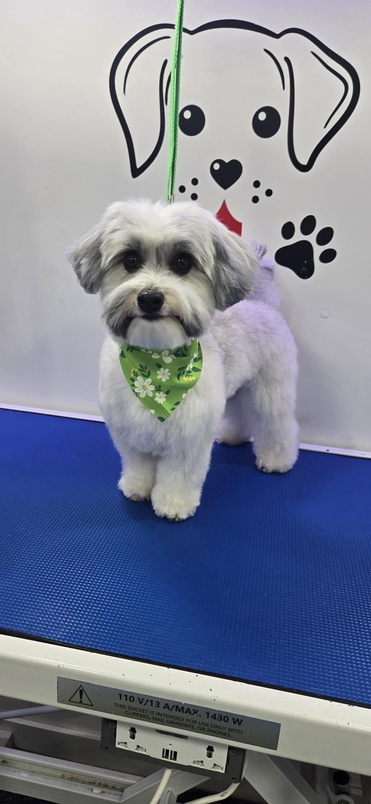 Groomed Maltese