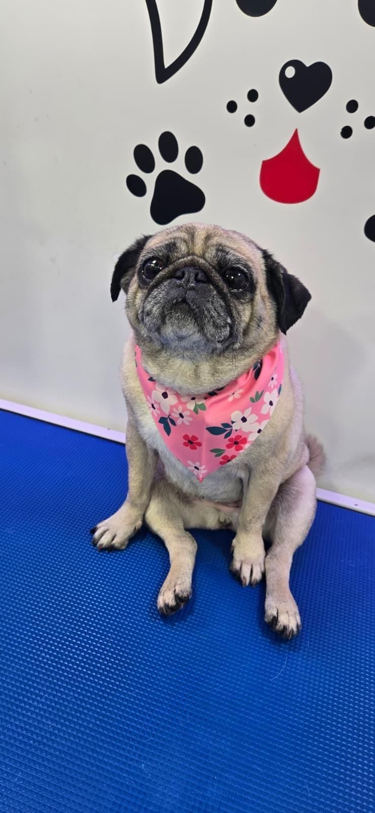 Pug with a pink bandana after grooming