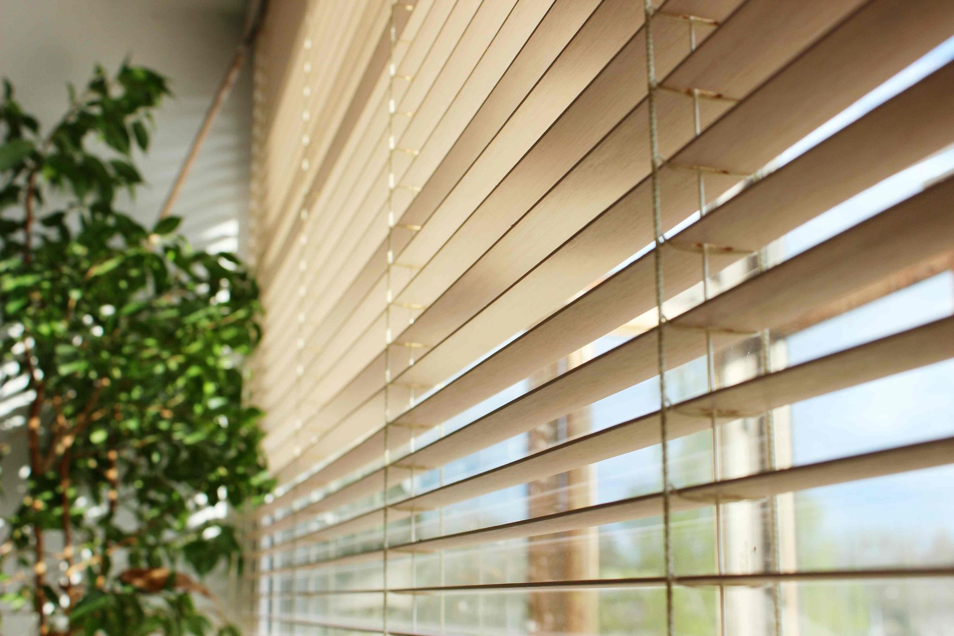 An up-close image of wood blinds in a living room beside an indoor houseplant at The Blind Guy near near Coeur d'Alene