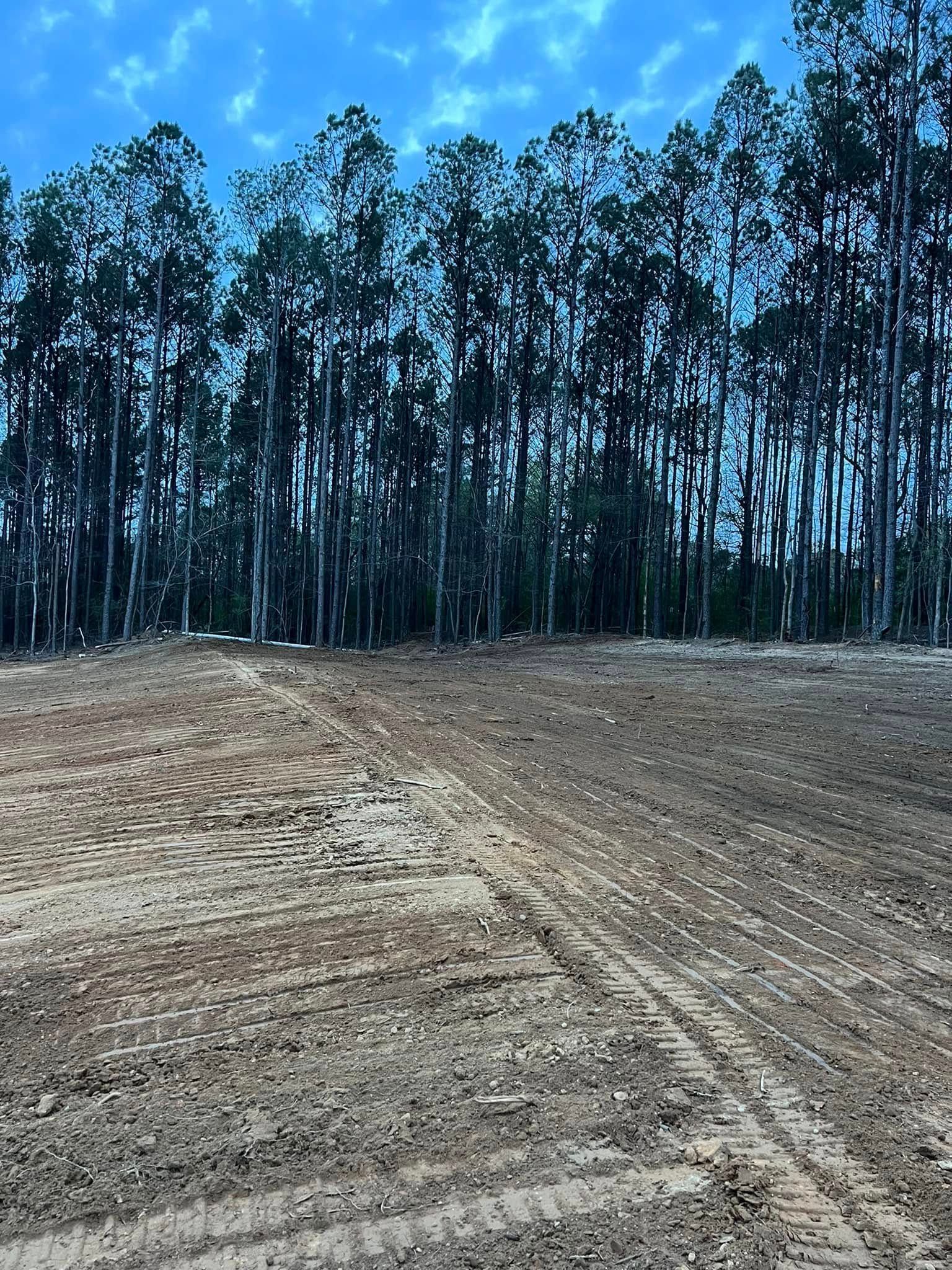 A cleared lot with dirt tracks in the foreground, bordering a dense line of pine trees under a bright blue sky.