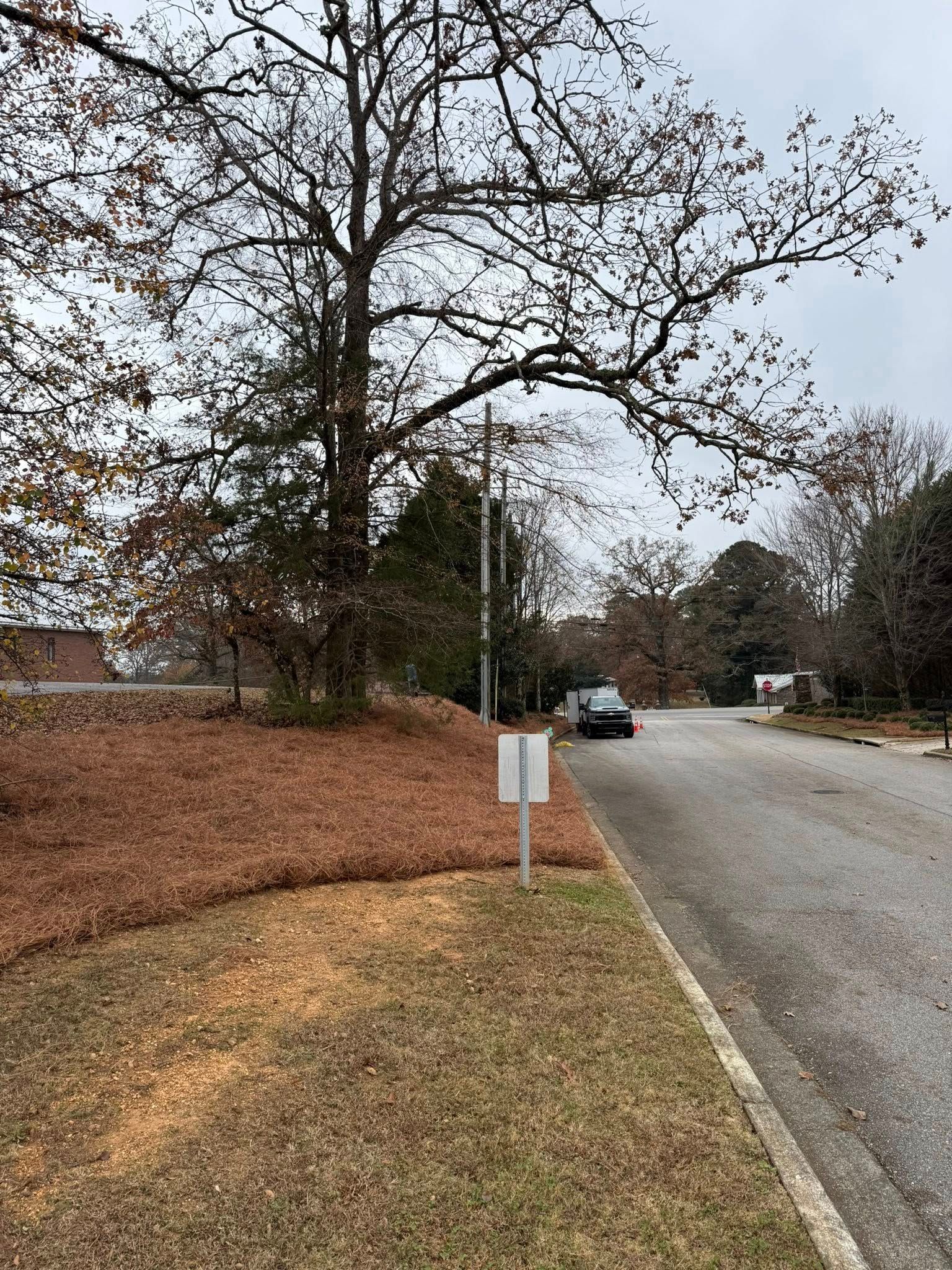 A paved road stretches into the distance past a large, bare tree, a grassy slope covered in leaves, and a white signpost.