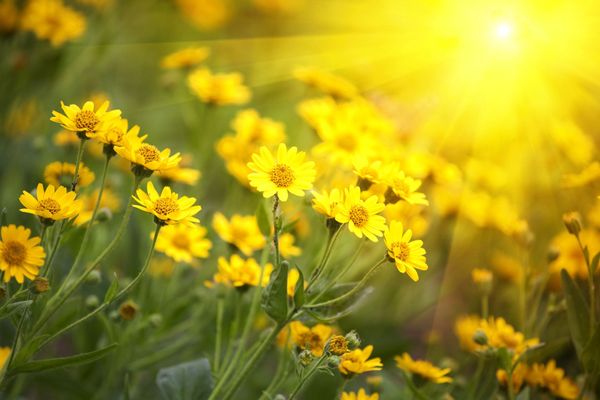 A field of bright yellow daisy-like flowers basking in the warm, glowing sunlight.