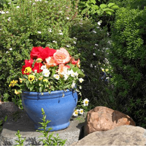 Potted flowers in a garden