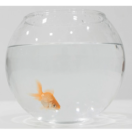 A single goldfish in a tank