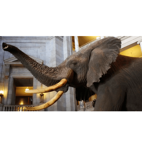 An elephant in a natural history museum