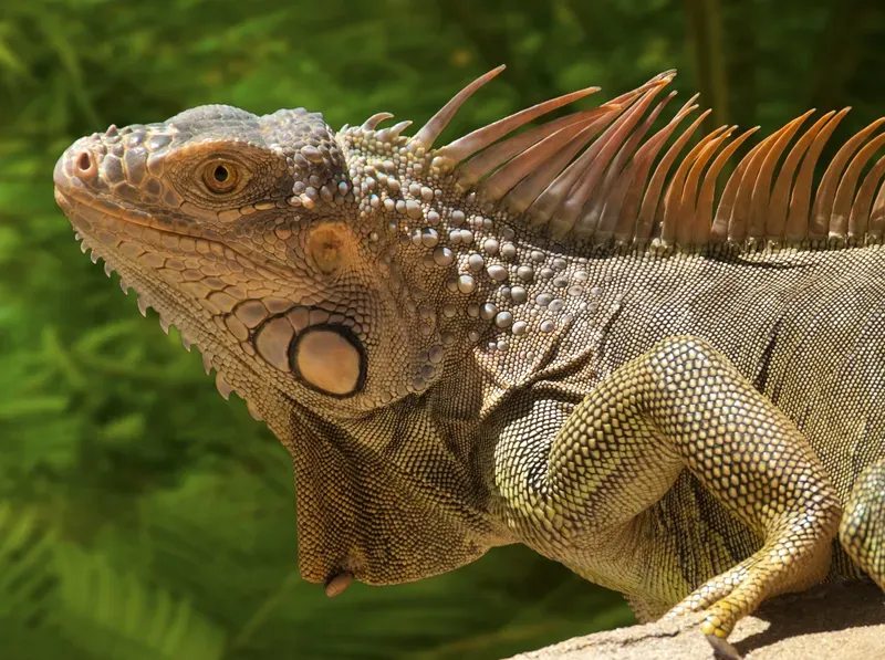 Un lagarto está sentado en una roca y mira a la cámara.
