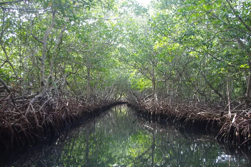 Un río rodeado de árboles en un bosque de manglares.