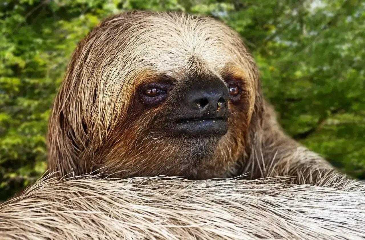 A close up of a three toed sloth looking at the camera.