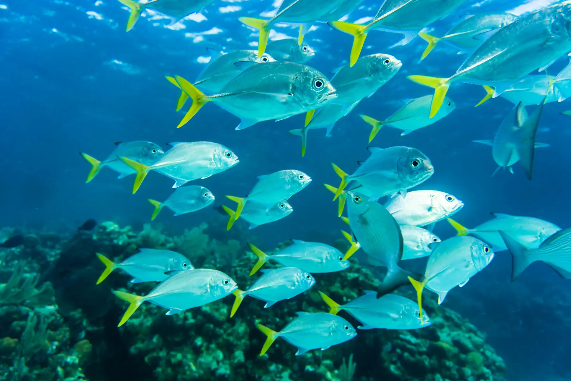 A large school of fish are swimming in the ocean.