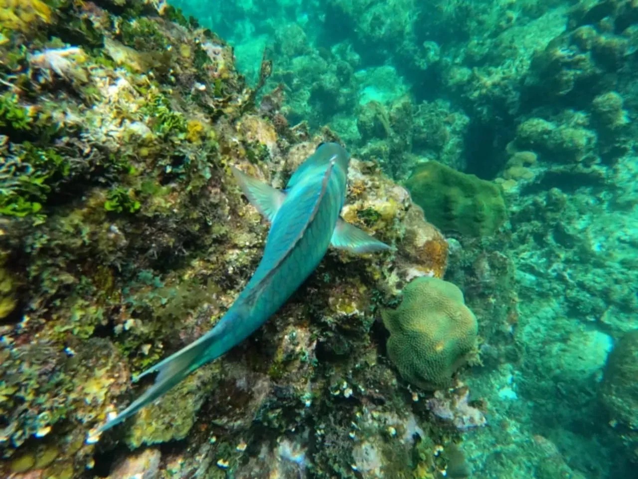A fish is swimming on a coral reef in the ocean.
