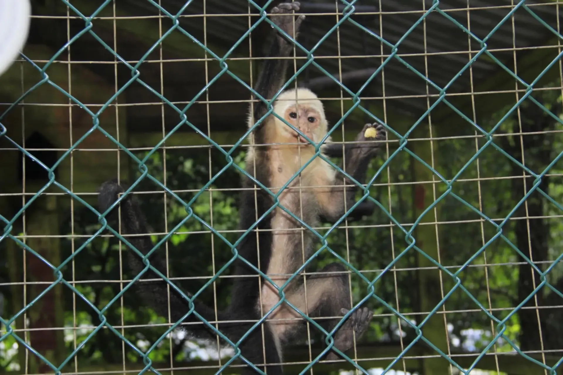 A monkey is behind a chain link fence in a cage