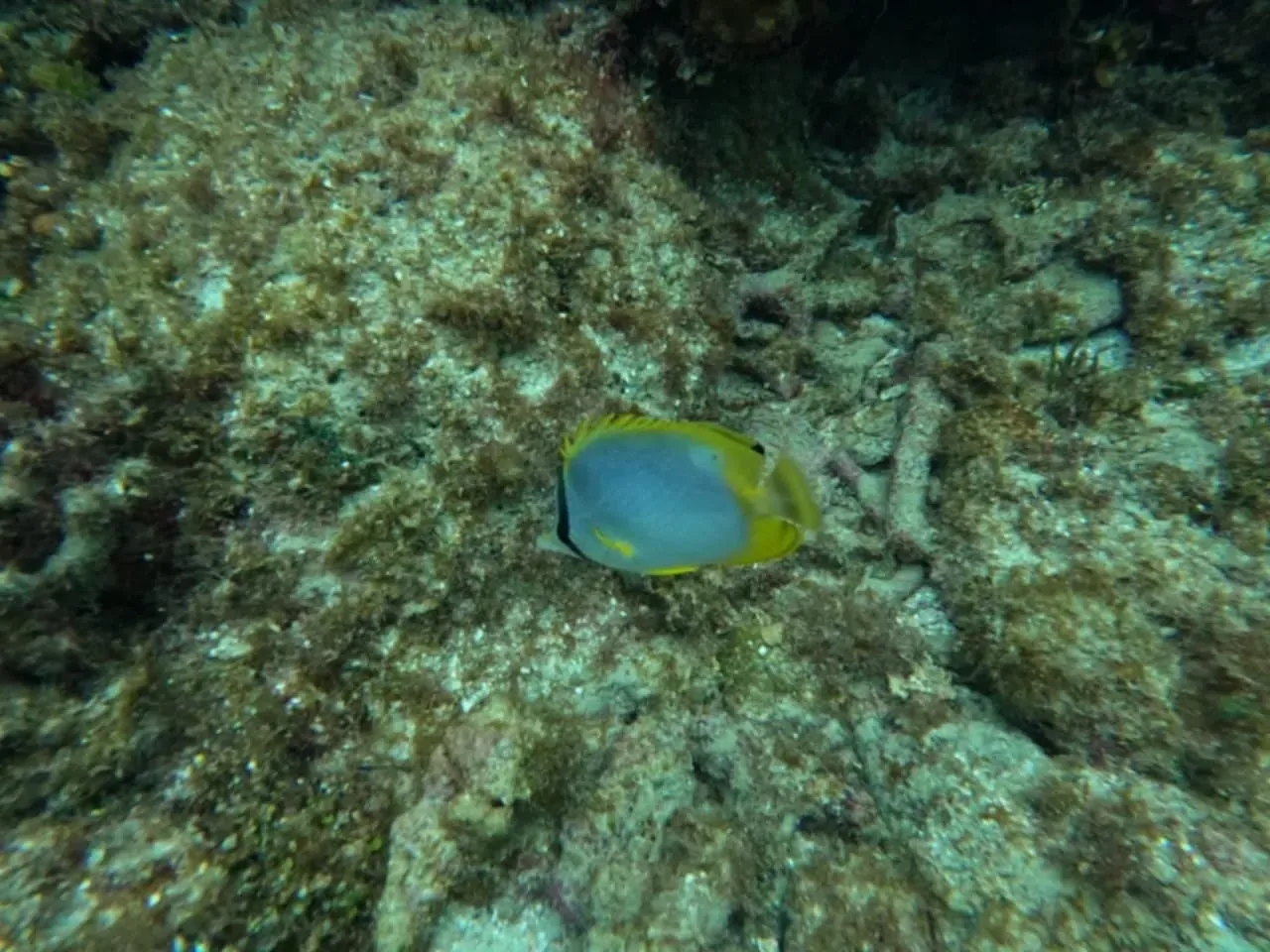 A small fish is swimming in the water near a coral reef.