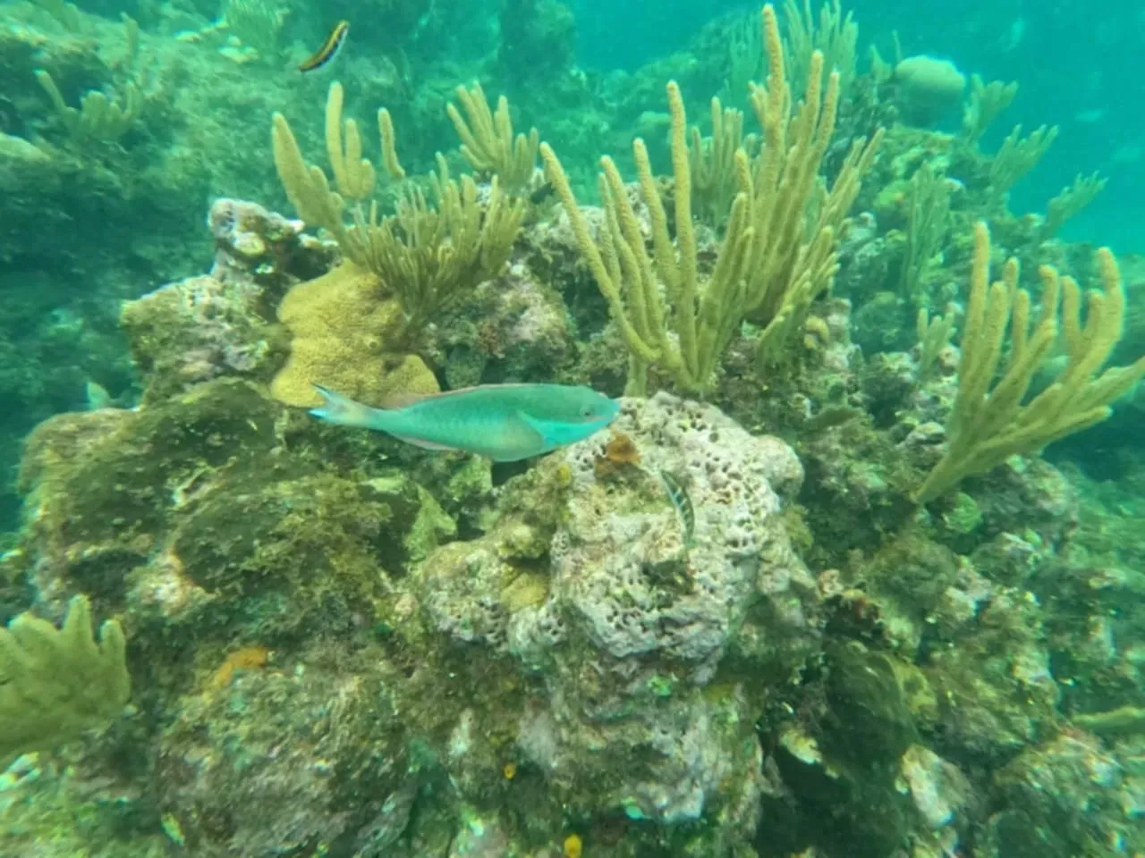 A fish is swimming in the water near a coral reef.