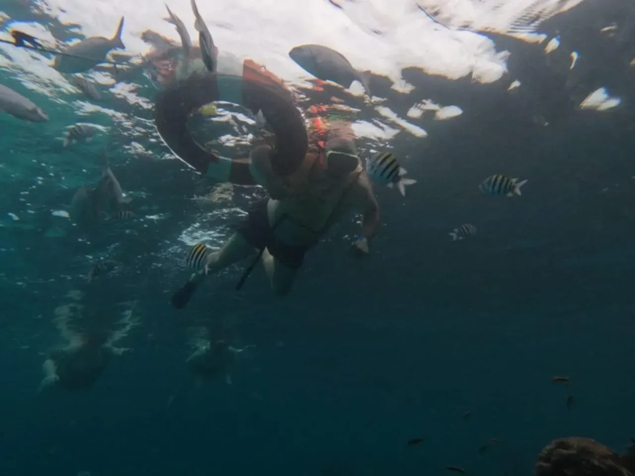 A group of people are swimming in the ocean with fish.