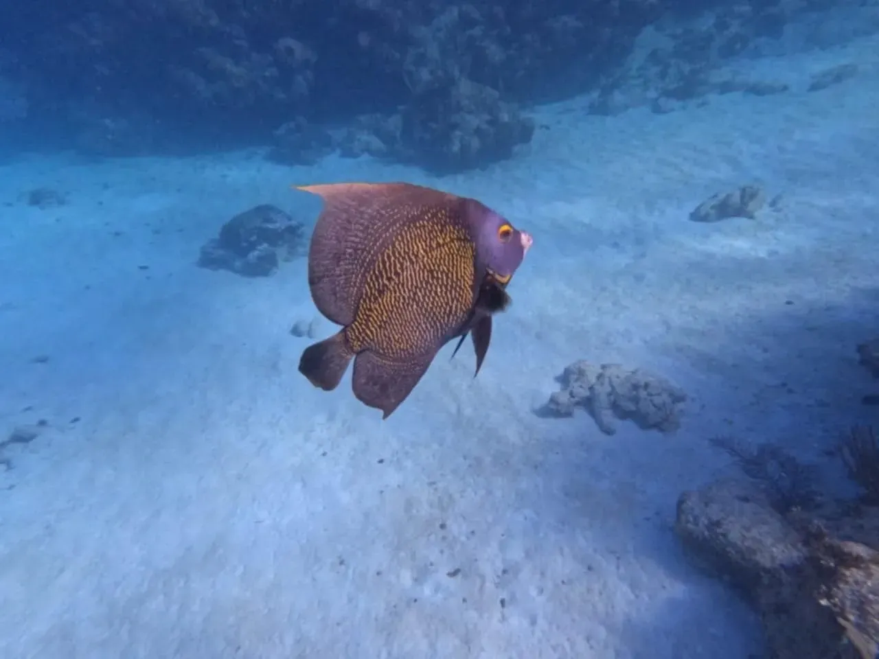 A purple fish is swimming in the ocean near a coral reef.