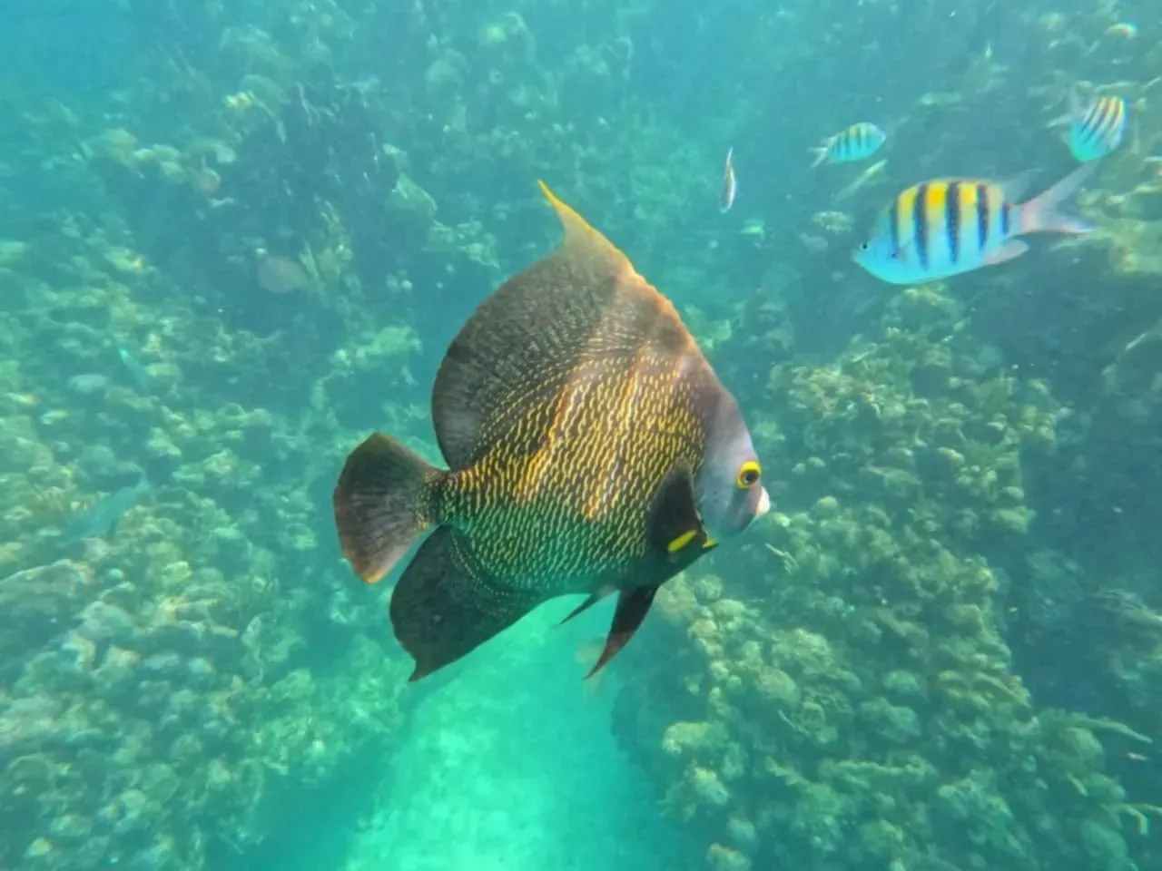 A fish is swimming in the ocean near a coral reef.