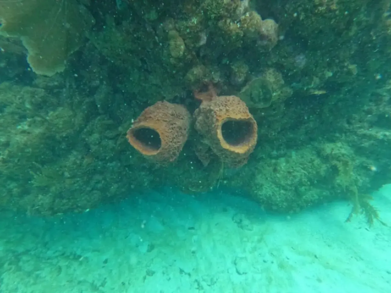 Two sponges are sitting on top of a coral reef in the ocean.