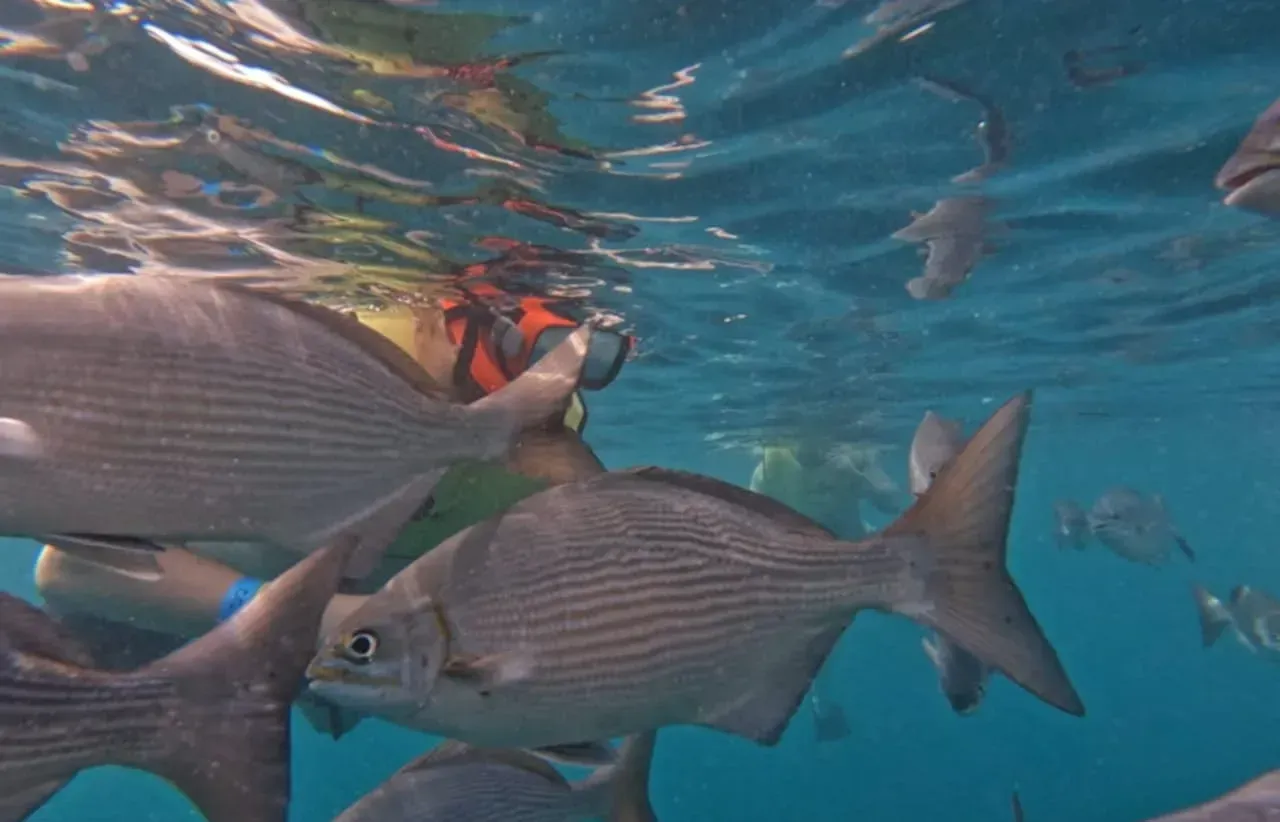 A group of fish are swimming in the ocean
