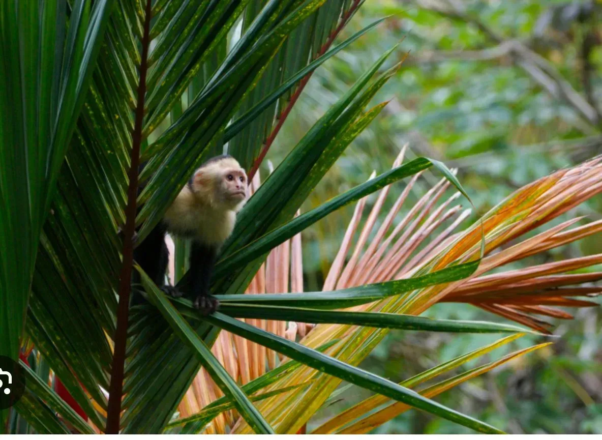Un pequeño mono está sentado en la rama de una palmera.