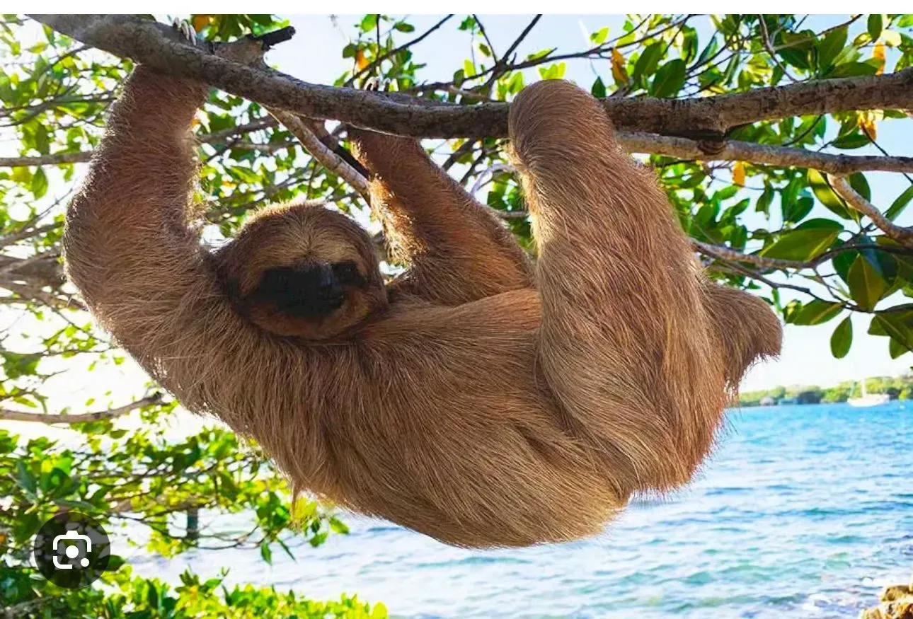 Un perezoso cuelga de la rama de un árbol con vistas al océano.
