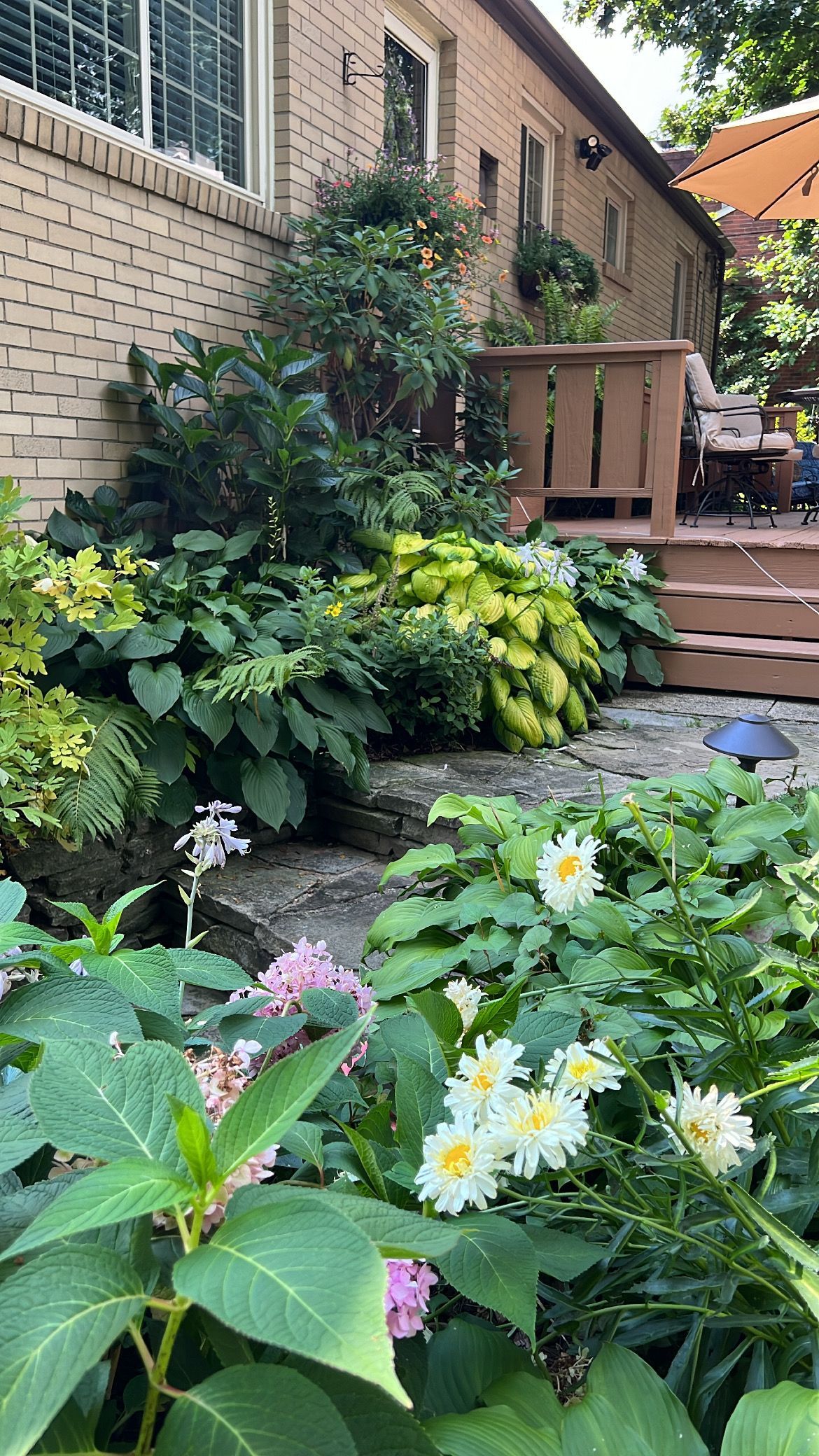 Lush garden bed with white daisies and pink flowers beside a brick building and wooden steps