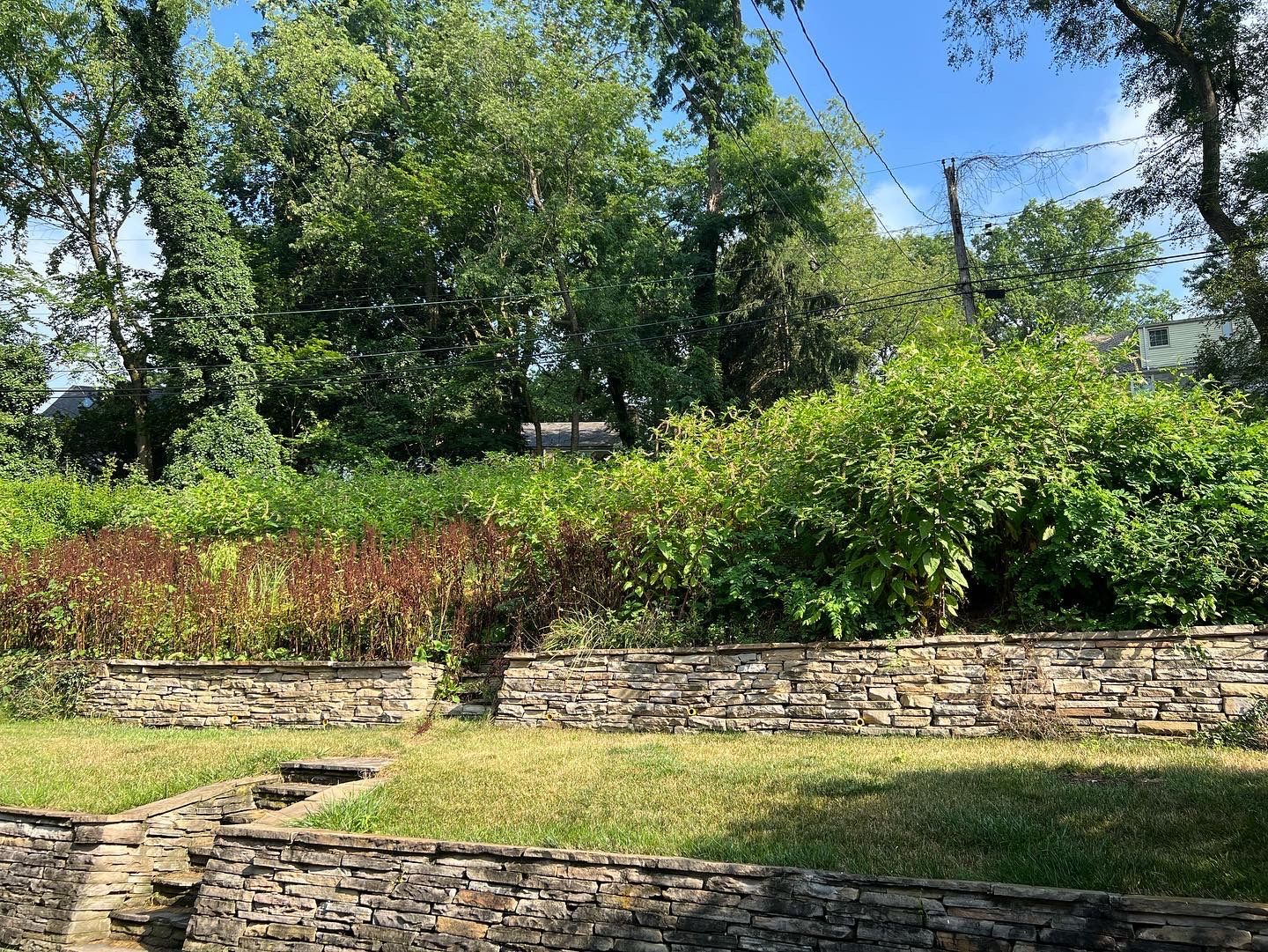 retaining wall and stairs over grown by weeds
